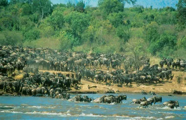 6 Day Kenya Tour - Nairobi, Nakuru and Masai Mara