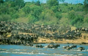 6 Day Kenya Tour - Nairobi, Nakuru and Masai Mara