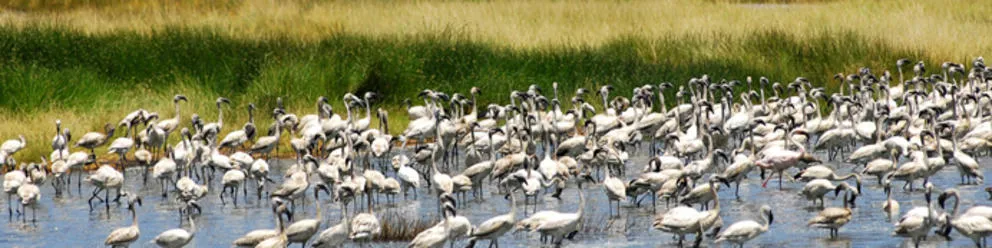 6 Day Kenya Tour - Nairobi, Nakuru and Masai Mara