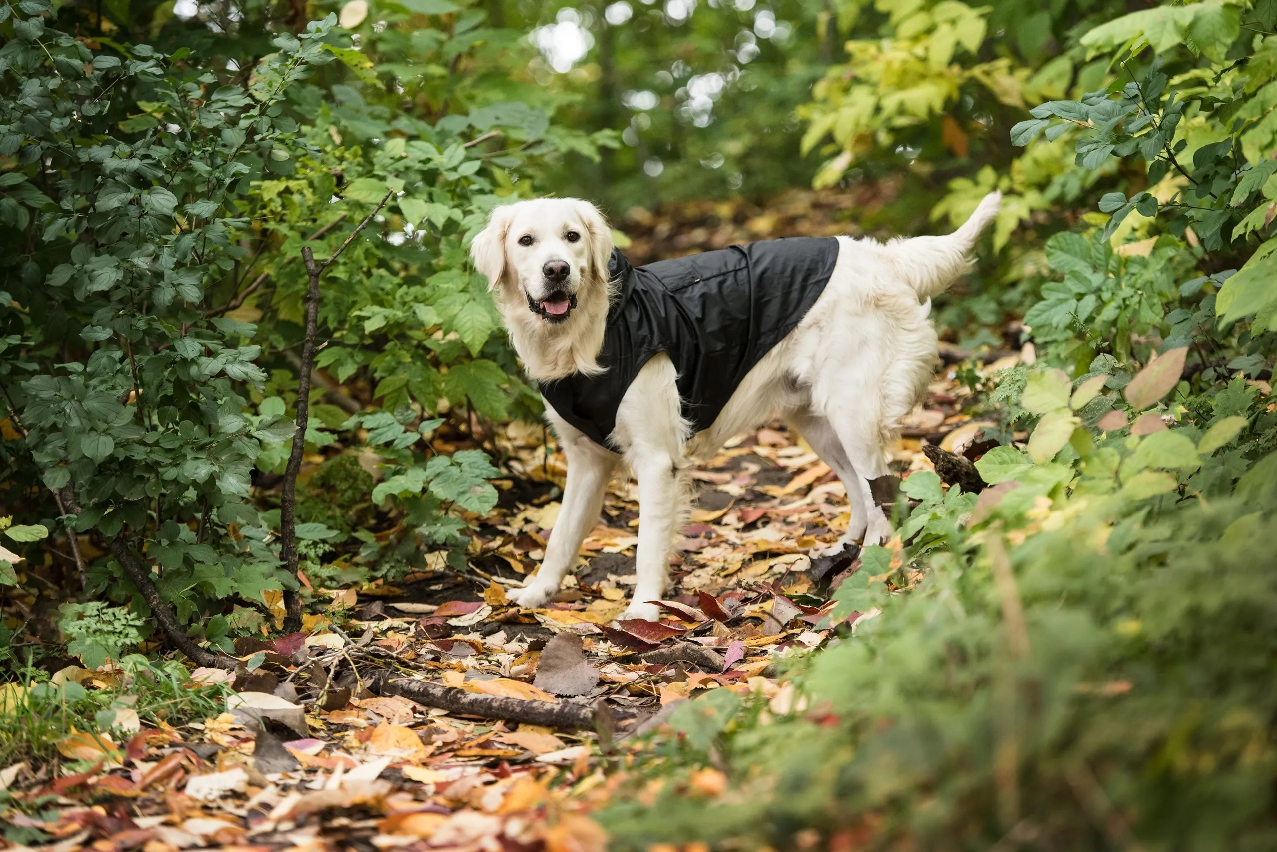 U.S. Army Packable Dog Raincoat - Black